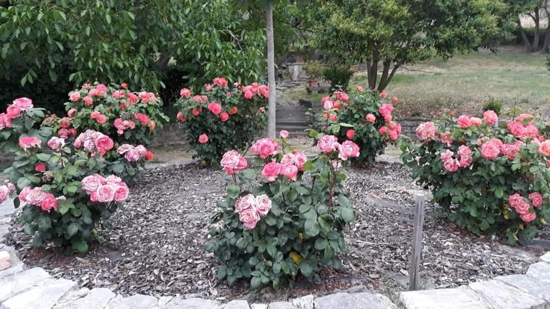 Agriturismo Camera Rosa Todi Kültér fotó